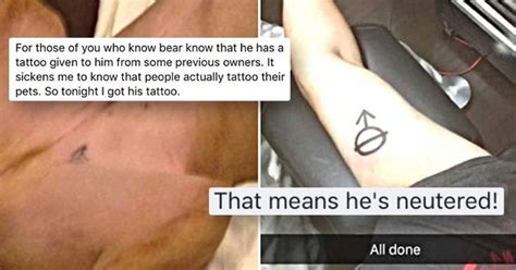 Man Got Same Tattoo As Dog Didnt Realise It Was A Neuter Symbol