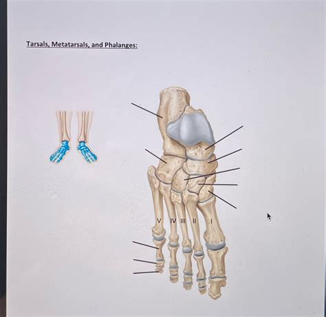 [Solved] Need help labeling. Tarsals, Metatarsals, and Phalanges: V IV III 1I | Course Hero