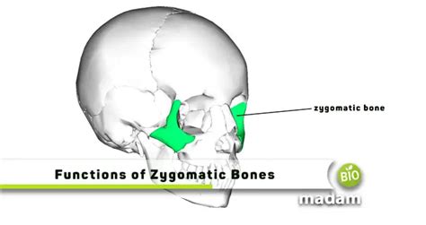 Functions of Zygomatic Bones - biomadam