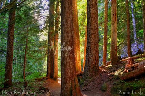 Oregon Woods Photo Hdr Photograph Orange Green Brown Fine Etsy