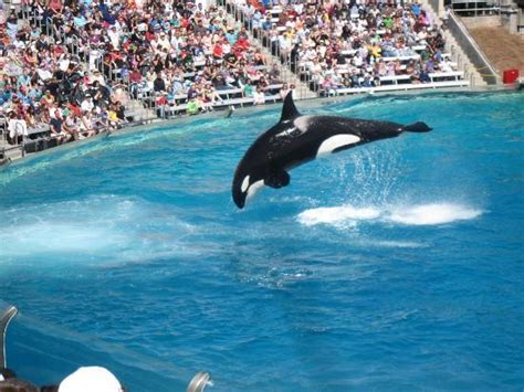 Shamu Show Picture Of Seaworld San Diego San Diego Tripadvisor