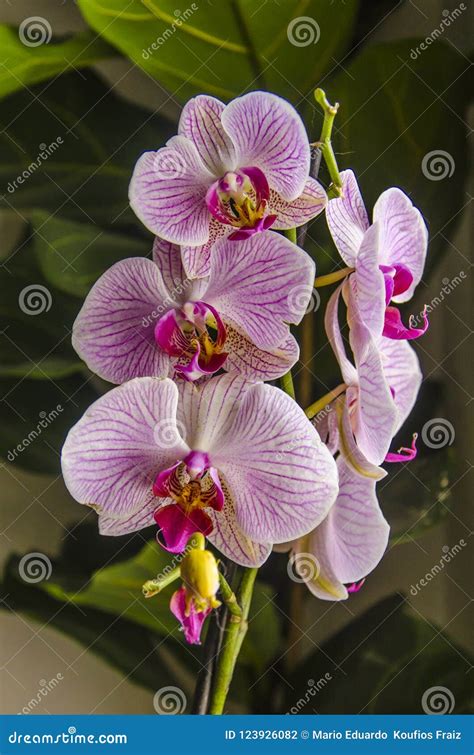 A Close-up of a Pink Orchid Flower Stock Photo - Image of growth ...