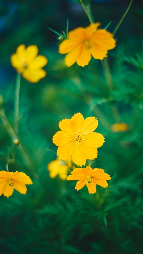 Fotos Gratis Amarillo Flora Flor Silvestre Cosmos De Azufre Pétalo Planta Floreciendo