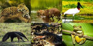 Exerc Cios Sobre O Pantanal Gabarito E Resumo