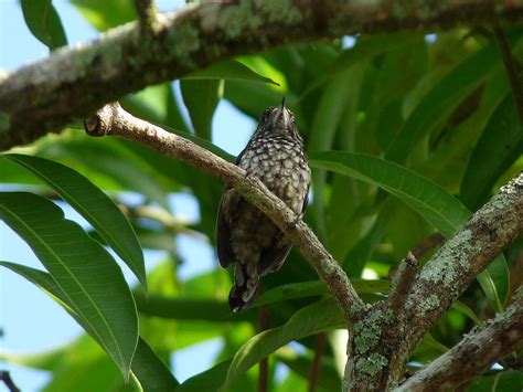 Arrowhead Piculet Alchetron The Free Social Encyclopedia