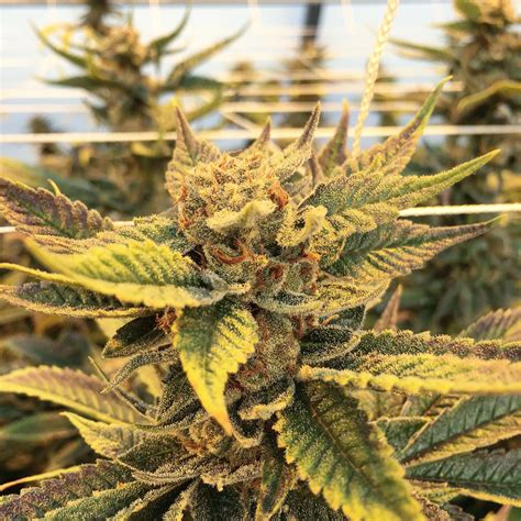 Now That S Some Weed Porn Scrolller