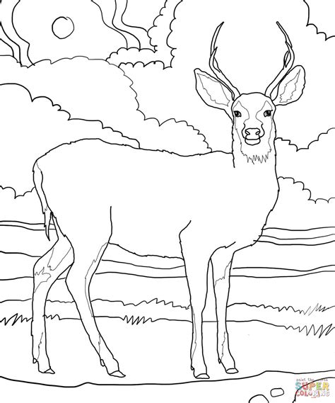 Mule Deer Coloring Page Free Printable Coloring Pages