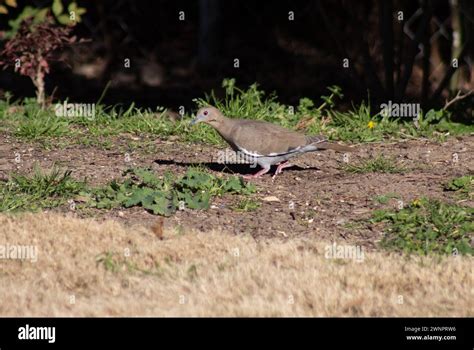 Mourning Dove Foraging For Food In Grass And Weeds Stock Photo Alamy