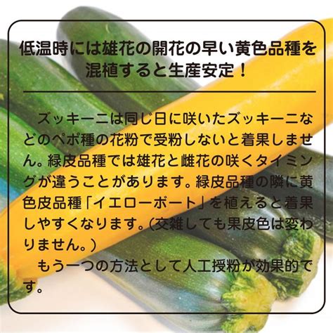 大容量 営利種 ズッキーニ グリーンボート 2号 100粒 カネコ交配 カネコ種苗 野菜種子 ズッキーニ種子 野菜種 種子 代金引換不可 送料