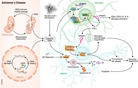 Cytosolic Dna Sensors In Neurodegenerative Diseases From Physiological