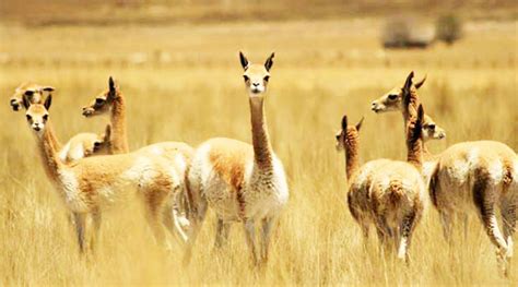 Pampa Galeras Ayacucho La Incre Ble Reserva Natural Que Debes Visitar