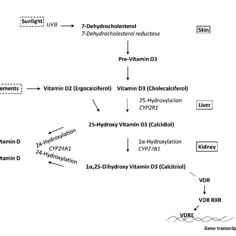 Schematic Representation Of Classic Vitamin D Metabolism And Signaling