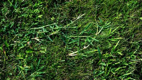 8 Genius Tips And Tricks For Killing Crabgrass In Your Lawn