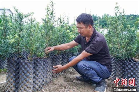 探访“广西盆景第一村”：乡土匠人巧手叩开 “致富门”中国网