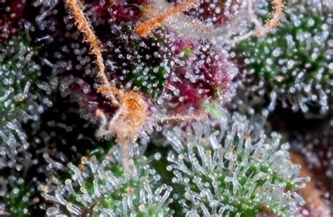 Trichomes On Weed What Why And How Sensi Seeds