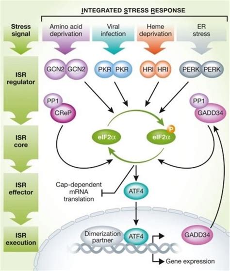 Figure 1 2 From The Heme Regulated Inhibitor Pathway Modulates