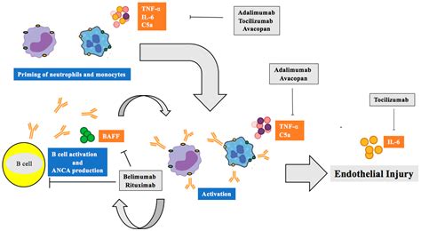 Ijms Free Full Text Immunopathogenesis Of Anca Associated Vasculitis