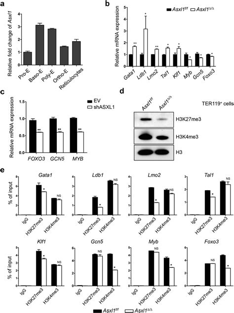 Deletion Of Asxl1 Dysregulates Genes Critical For Erythropoiesis