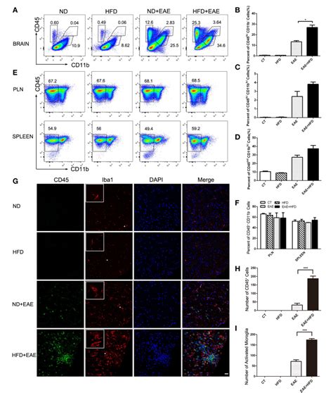 Obesity Promotes Eae Through Il And Ccl Mediated T Cells