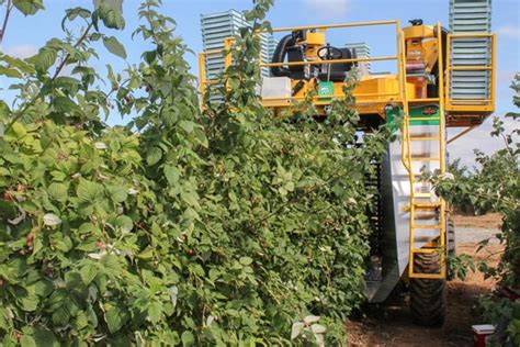 Oxbo Berry Harvesters For Fruit Harvesting