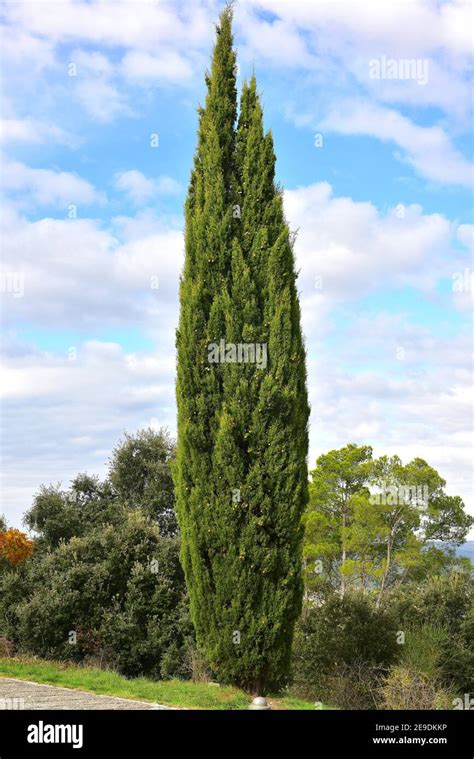 Mediterranean Cypress Italian Cypress Cupressus Hi Res Stock