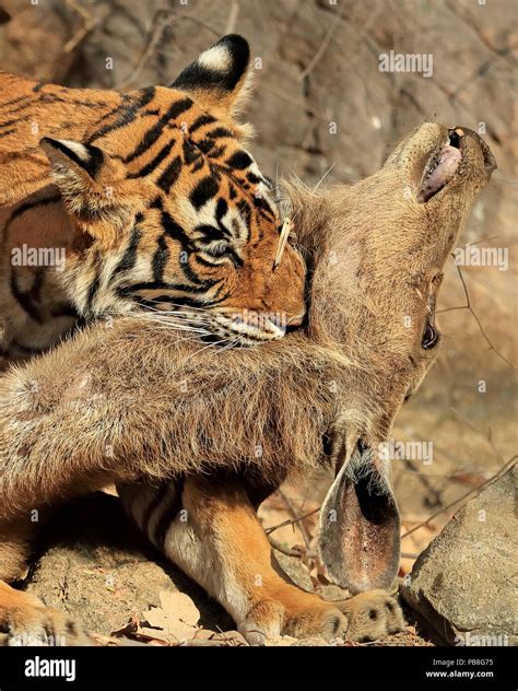 Tigre Del Bengala Panthera Tigris Tigris Femmina Noor T19 Uccisione