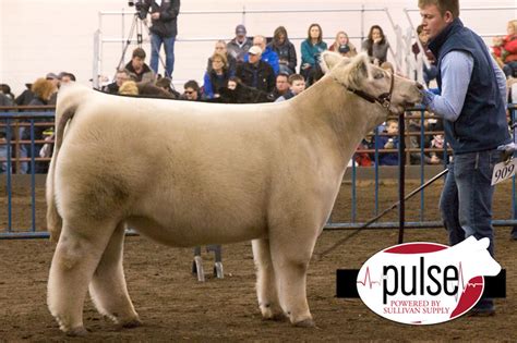 2017 Illinois Beef Expo Grand Champion Aob Steer Lautner Farms