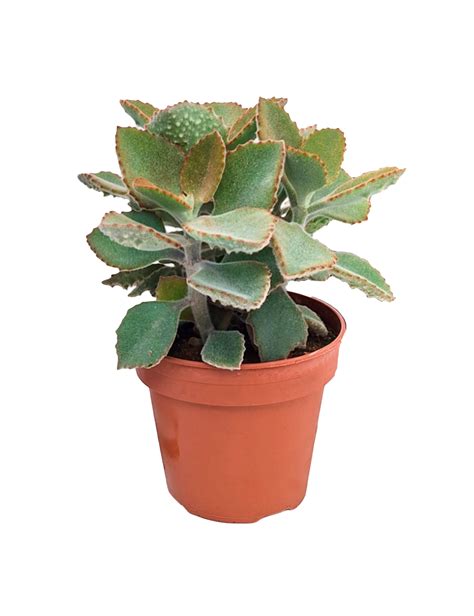 Sukkulent Kalanchoe perdiz Ø14 cm potte Plantorama