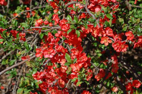 Flowering Quince Plant Care And Growing Guide Flowering Quince Flowering Bushes Spring