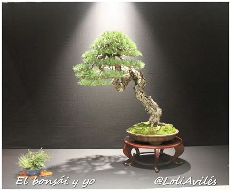 Amazing Memorial Bonsai Tree Of All Time Check It Out Now Leafyzen