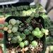 String Of Pearls Plants Succulents Sop Senecio Rowleyanus Etsy