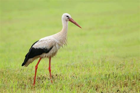 The White Stork On Meadow Stock Image Image Of Nature 269122751