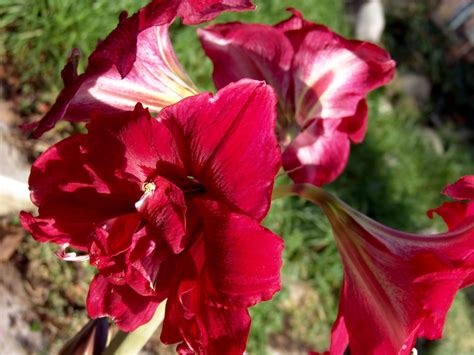 Amaryllis Hd Wallpaper Rare Gallery