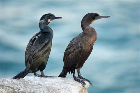 Music Therapy — Daily Bird Brandts Cormorant Range Pacific