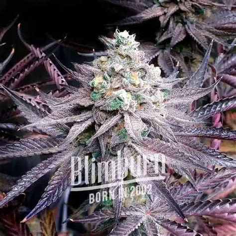 How To Grow Peanut Butter Breath Strain Blimburn Seeds