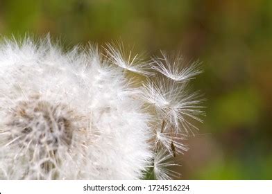 2,385 Dandelion seed dispersal Images, Stock Photos & Vectors | Shutterstock