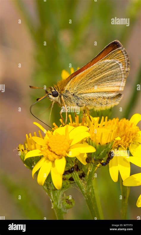 Small Skipper Butterfly Thymelicus Sylvestris Feeding On Ragwort