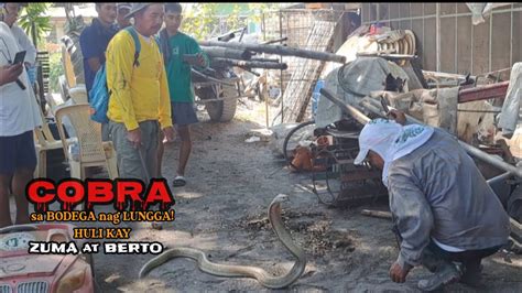 Cobra Sa Bodega Nag Lungga Huli Kay Zuma At Berto Zuma Haring Ahas