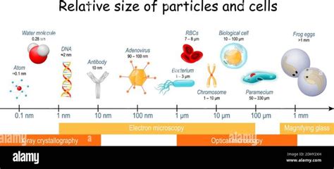 Download this stock vector: comparison of Relative size of particles ...