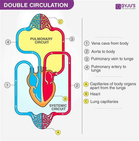 Advantages of double circulatory system