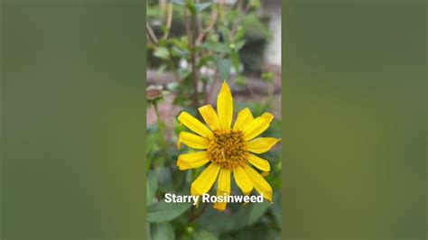 Starry Rosinweed Florida Native Wildflowers Youtube