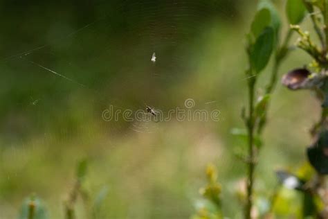 Spiderweb With Spiders In Natural Light Over Green Background Stock