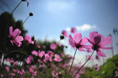 Flor Cor De Rosa Do Cosmos No Fundo Da Nuvem Do C U Azul No Campo Do