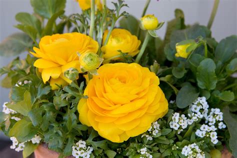 Ranunculus Flowers