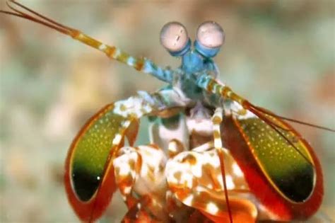 10 Surprising Shrimp Facts You Might Now Know