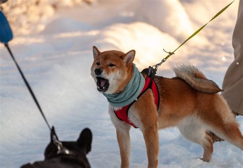 柴犬のしつけは難しい？しつけのコツと注意点を解説【獣医師監修】ワンクォール