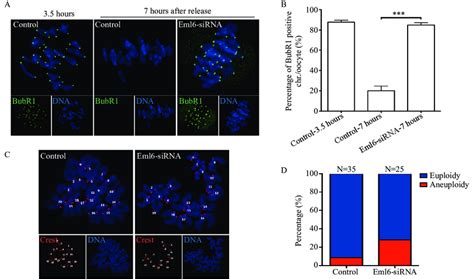 Abnormal Activation Of Spindle Assembly Checkpoint And Increases Of