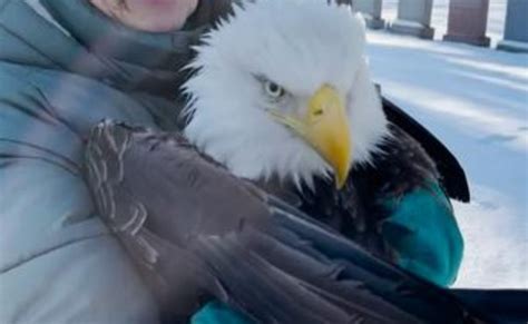 Massachusetts Bald Eagle Rescued After Being Sickened By Rat Poison