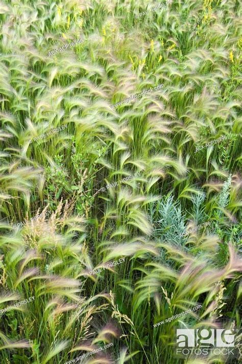 Prairie grasses, Stock Photo, Picture And Rights Managed Image. Pic ...