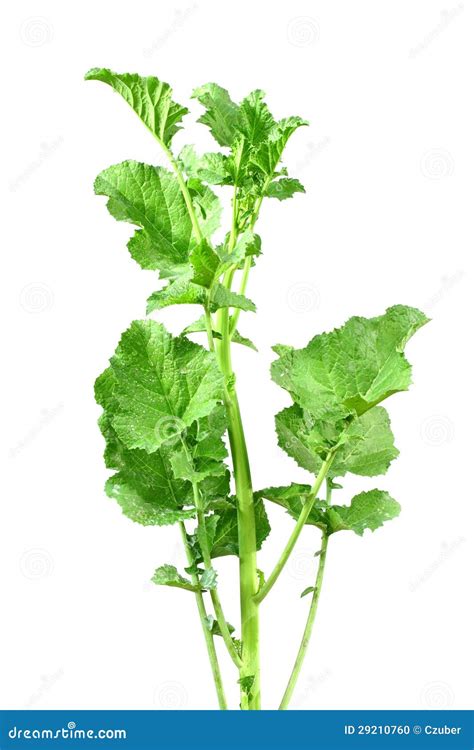 Mustard Leaves Stock Photo - Image: 29210760